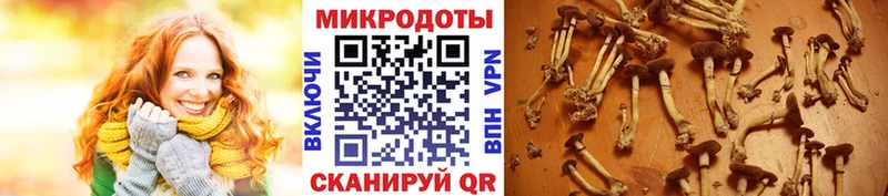 Псилоцибиновые грибы Psilocybe Поронайск